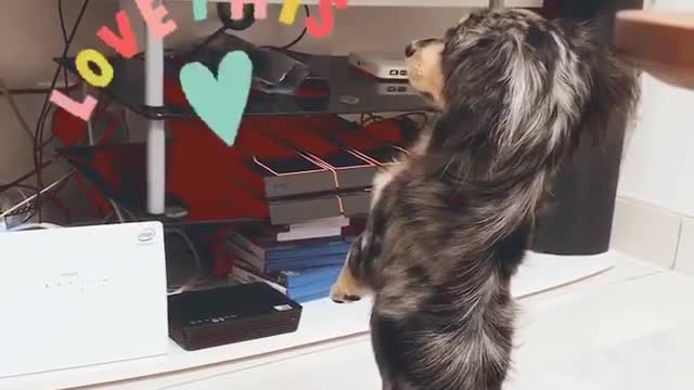 Cute Doggy Sits Upright To Watch His Favorite Movie