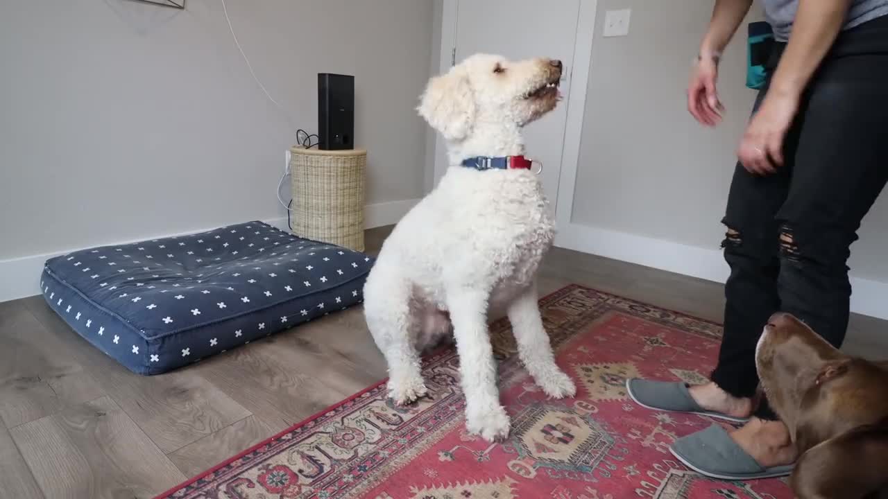 Really easy dog tricks to do for Beginners!!!