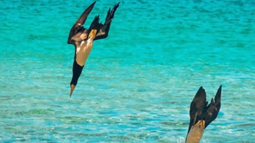 Incredible images of birds in flight
