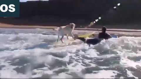 Watch this dog surf like a pro new video (2021)