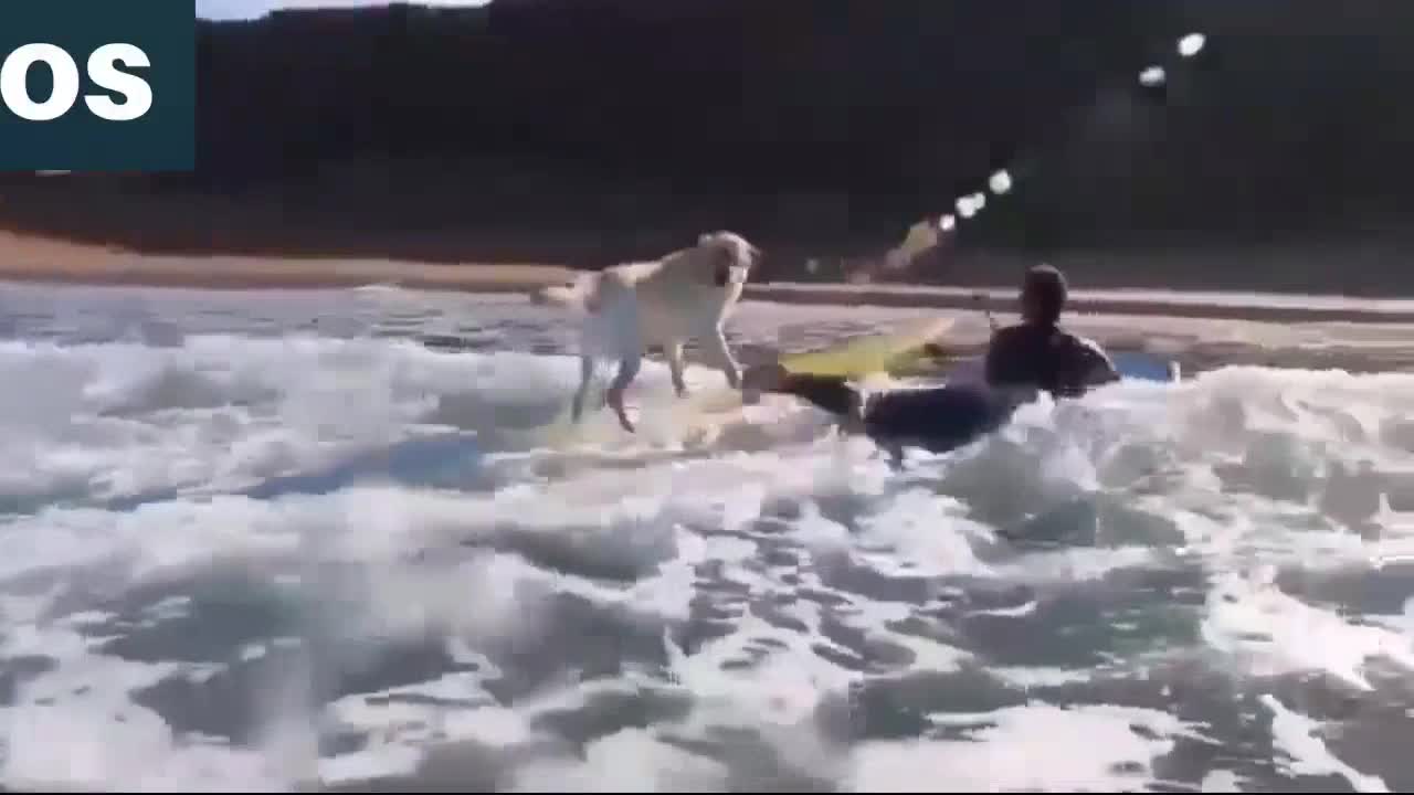 Watch this dog surf like a pro new video (2021)