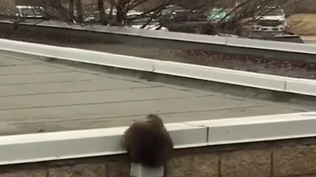 Raccoon entered the house with a small hole "My biggest fan" will smith