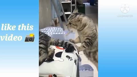 Funny videos for cat