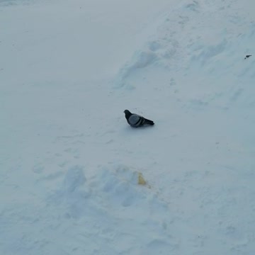 Ordinary city pigeon.