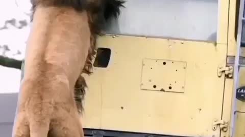 The King