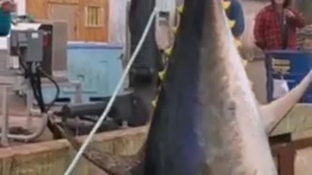 Giant fish