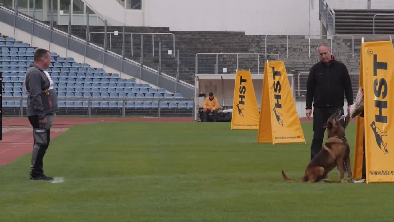 Working Dog FCI IPO World Championships 2014 Malmö, Sweden