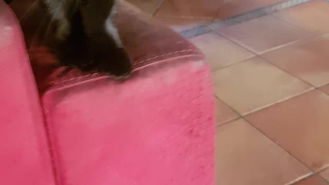 Black cat