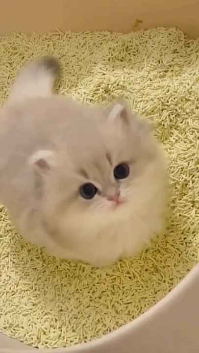 Cat Reaction to Playing Toy - Funny Cat Toy Reaction Compilation