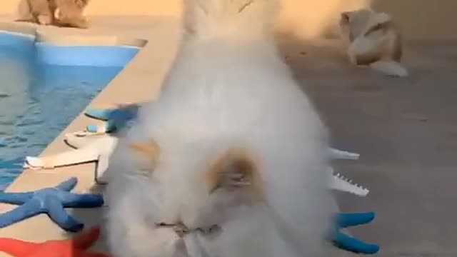 Cat play video