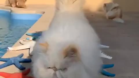 Cat play video