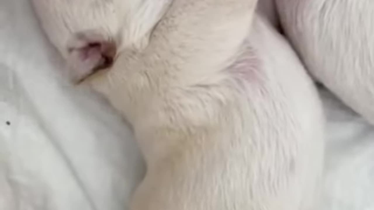 Adorable Puppies Sucking Mother's Milk #shorts #puppydrinkingmilk #puppy