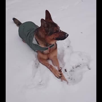 Virgil plays in snow!
