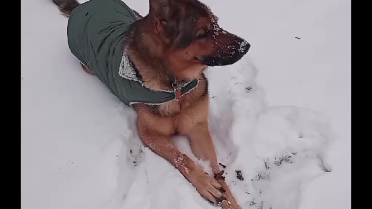 Virgil plays in snow!