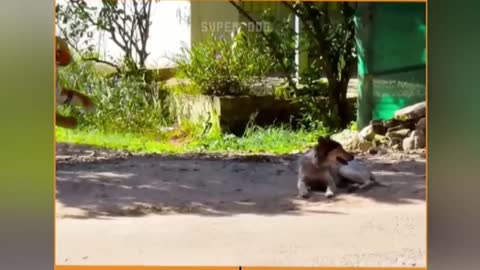 les moment les plus drole compilation des chats et de chiens