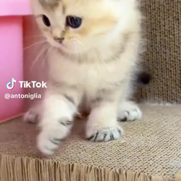 How unconvinced is that kitten