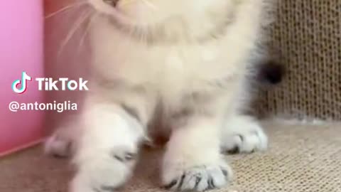 How unconvinced is that kitten