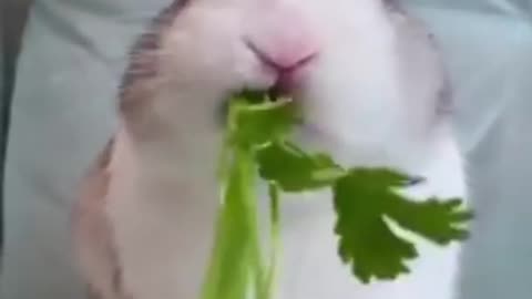 Rabbit funny clip🐇