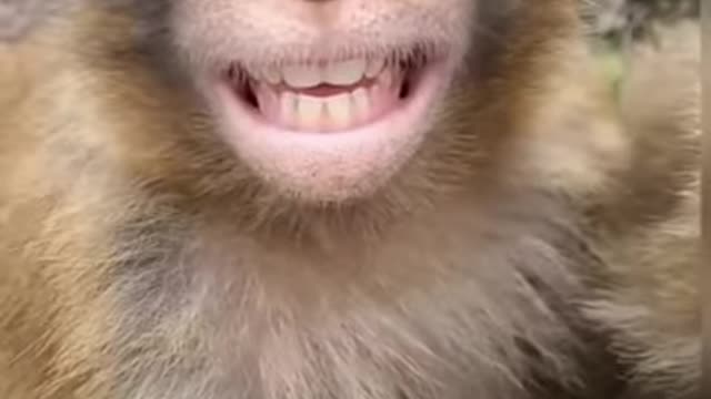 monkey funny viral video