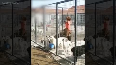 Adorable dogs trying to escape the cage