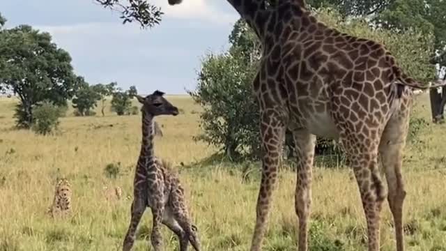 Mama Giraffe protect her baby against two cheetahs