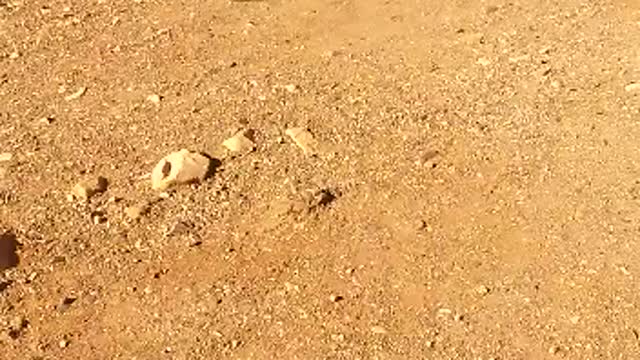 Small donkey gruop