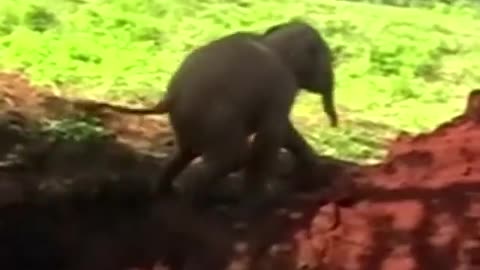 Eliphant in ceylon baby eliphant