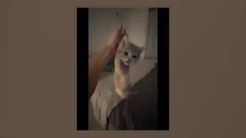 "1 Hour of Hilarious Cat and Dog Shenanigans: A Comedy Compilation!"