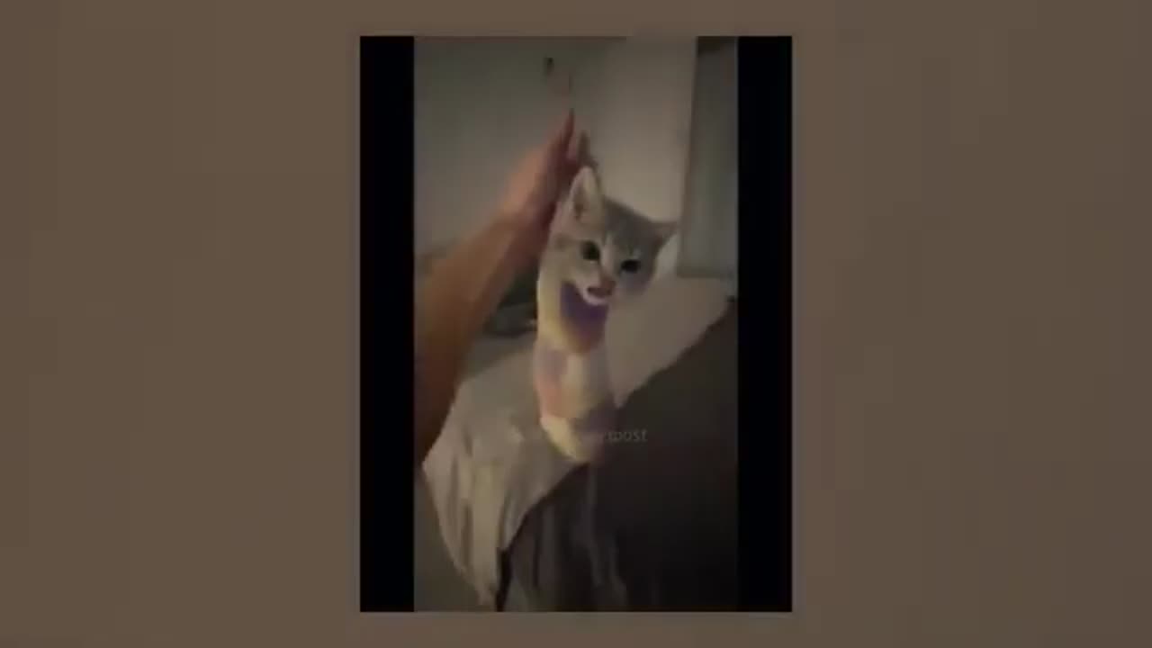 "1 Hour of Hilarious Cat and Dog Shenanigans: A Comedy Compilation!"