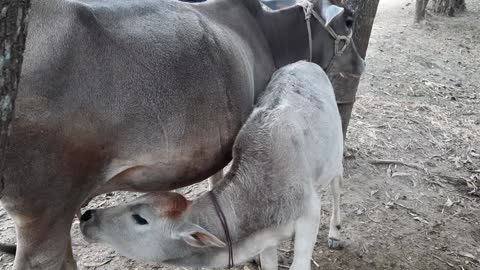 Mother's Pure Love