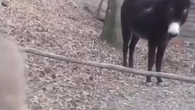 crazy donkeys wrestling with a wood /funy animal prank