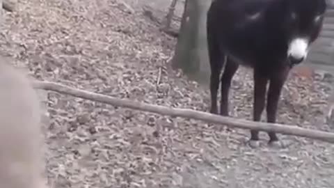crazy donkeys wrestling with a wood /funy animal prank