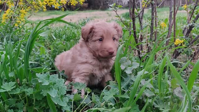 A Cute Puppy Dog Sitting In A Garden
