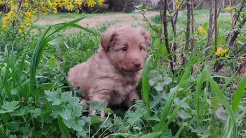 A Cute Puppy Dog Sitting In A Garden