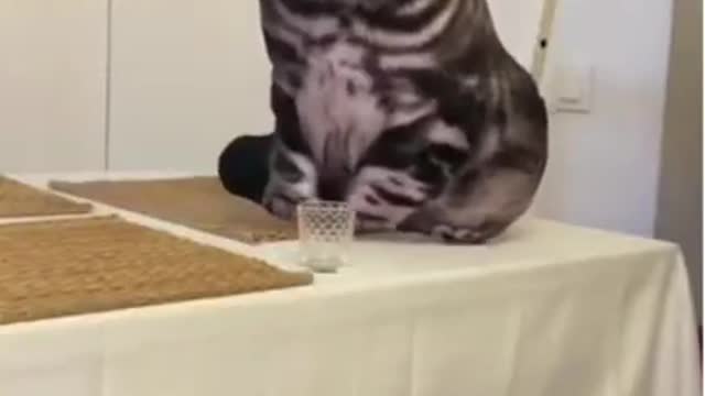 Baby Cats - Cute and Funny Cat Videos Compilation #34 | Aww Animals
