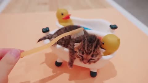 Baby Kittens Sleeping in Little Bathtub