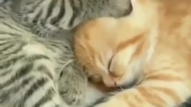 Caring Cat 🐱