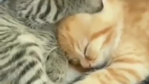 Caring Cat 🐱