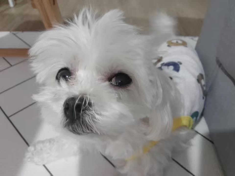 A puppy that only looks at me. I love you.