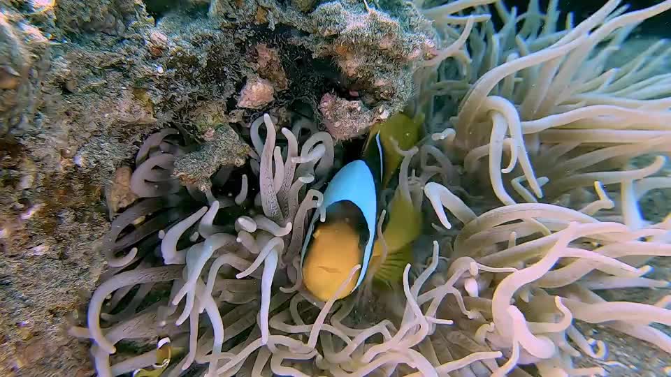 Surprised! Mom Clownfish Looking After Baby