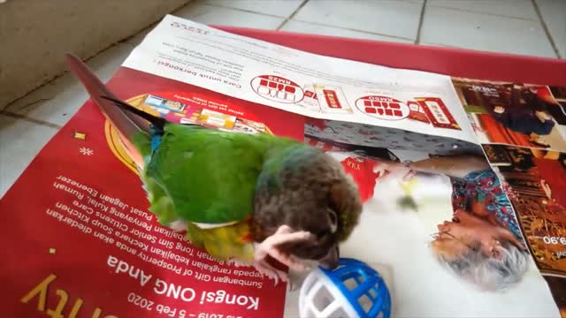 FUNNY PARROT GREEN CHEECK BALL TRAINING (NASTY BIRD)