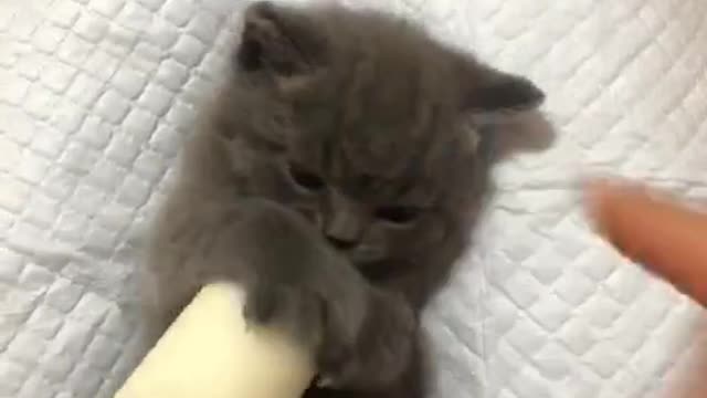 kitten drinking milk