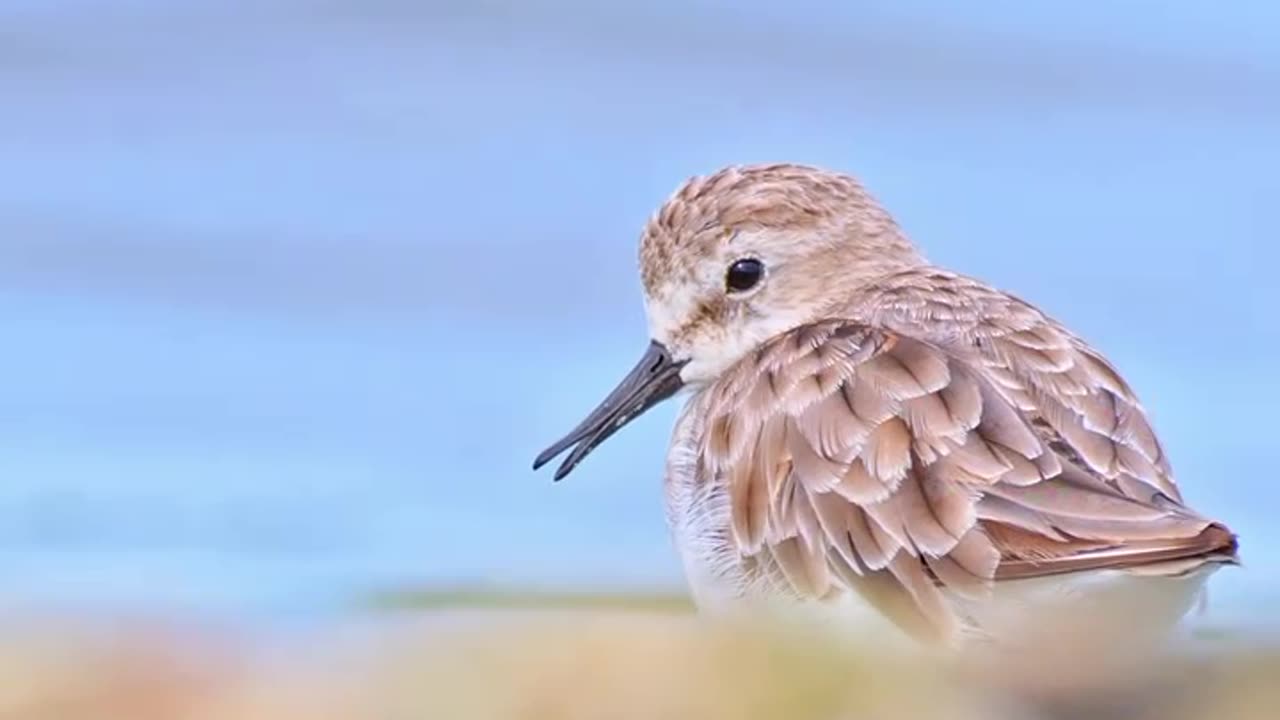 Wildlife and Funs