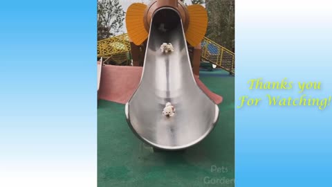 I heart pets 4