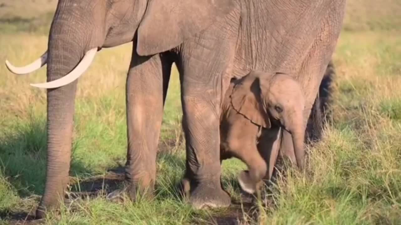 The little elephant caresses the big elephant