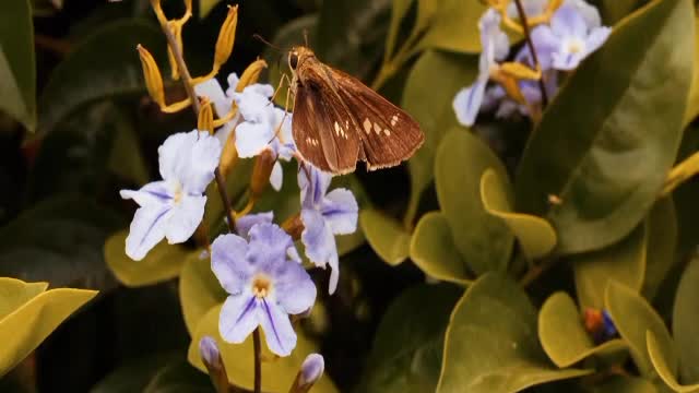 Flowers | Nature of the World