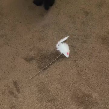 My two kitties playing