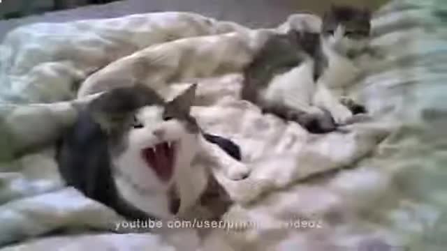 Funny and cute animals