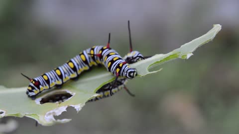 Insects eating leaf||#Animal