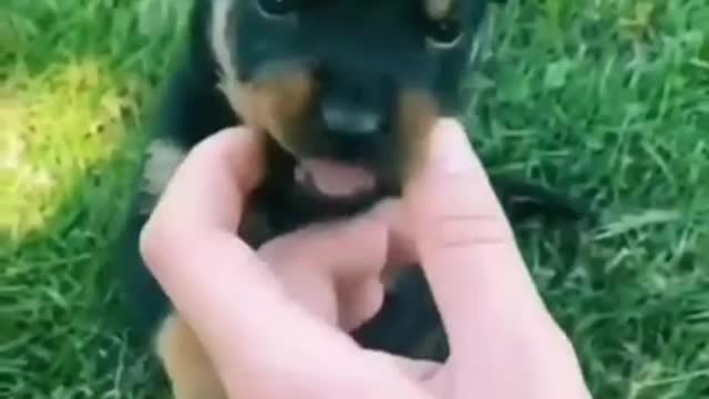 Funny Dog Video🐕🐕#Shorts#